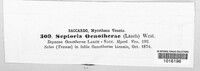 Septoria oenotherae image